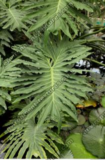 tropical leaf 0004